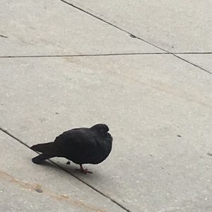 Meet your Posher, Joelle